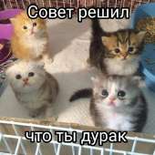 736x736