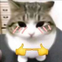 736x736