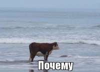 480x348