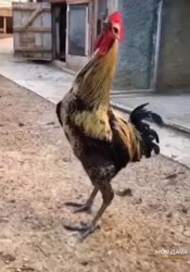 448x640