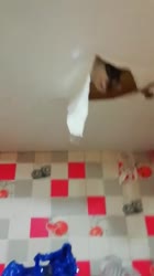 406x720