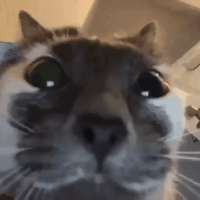 480x480