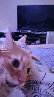 406x720