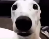 442x360