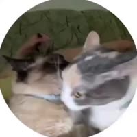 630x630