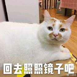440x440