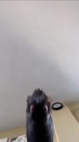 720x1280
