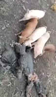 368x640