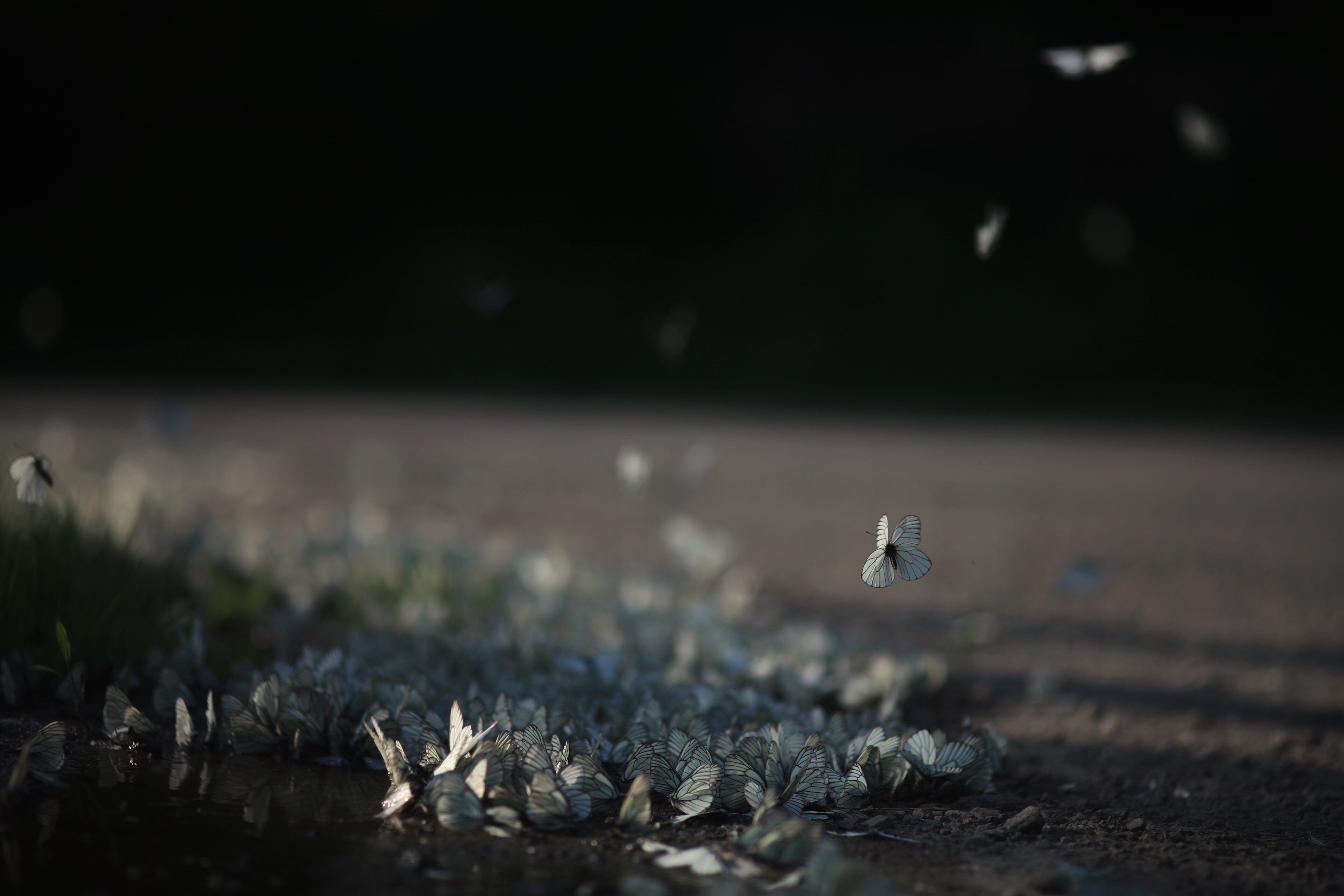 4049x2700