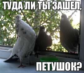 570x492