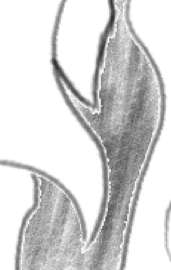 346x545
