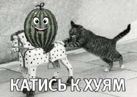 500x355