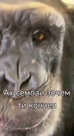 464x848