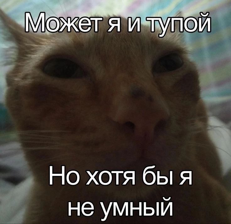 736x713