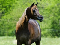 T7QvFJgu.жипег