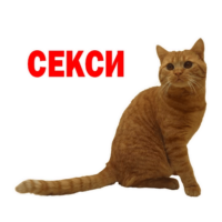 2vkVC7Ri.жипег