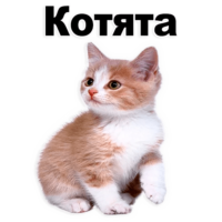 NKWF0wXG.жипег