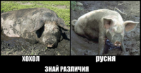 UxaF5oUZ.жипег