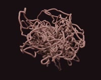 1000x800