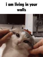 482x640