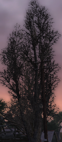 257x589
