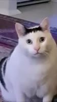 480x854