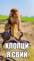 480x848