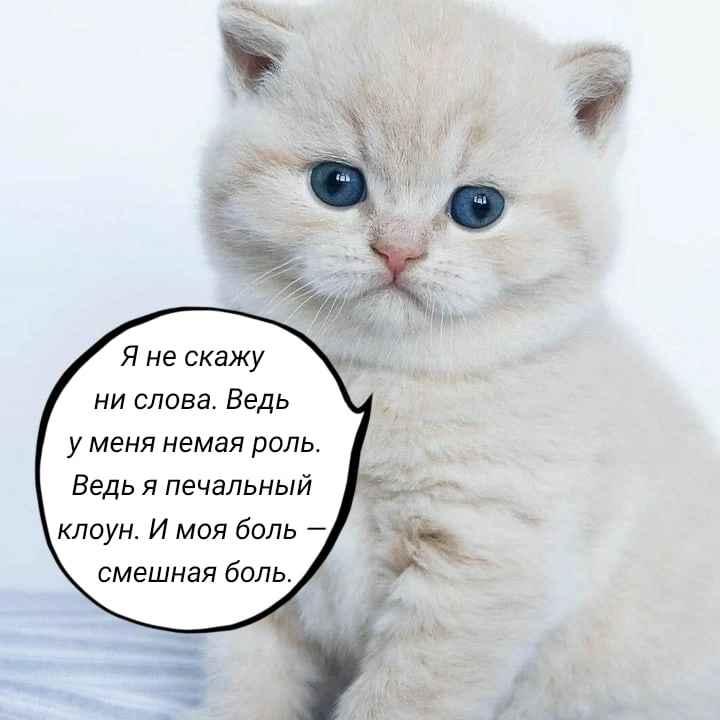 720x720