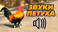 1280x720